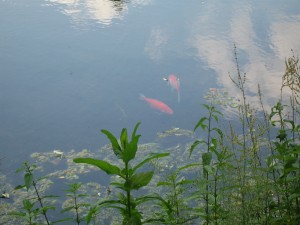 Fisch(4)